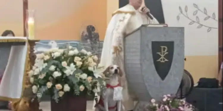 “Cãoroinha”: Cachorro adotado por padre “vira coroinha” e participa das missas na igreja